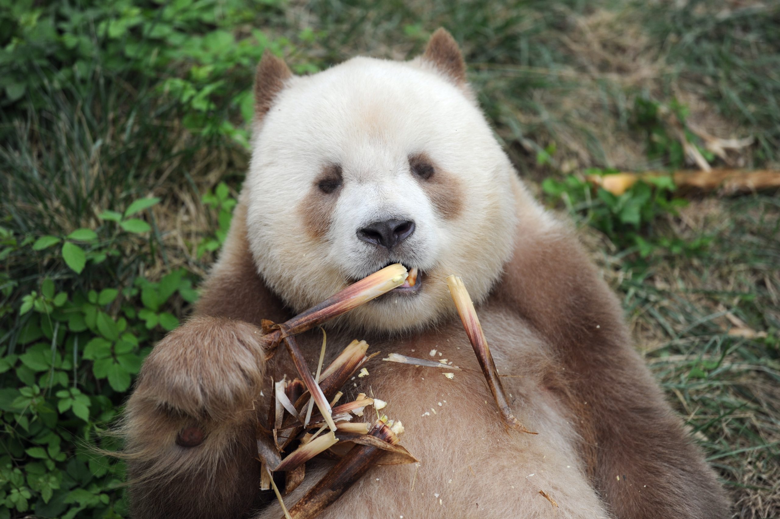 "Qi Zai" is the only one in captivity globally, sporting a unique brown-and-white coat instead of the classic black-and-white.